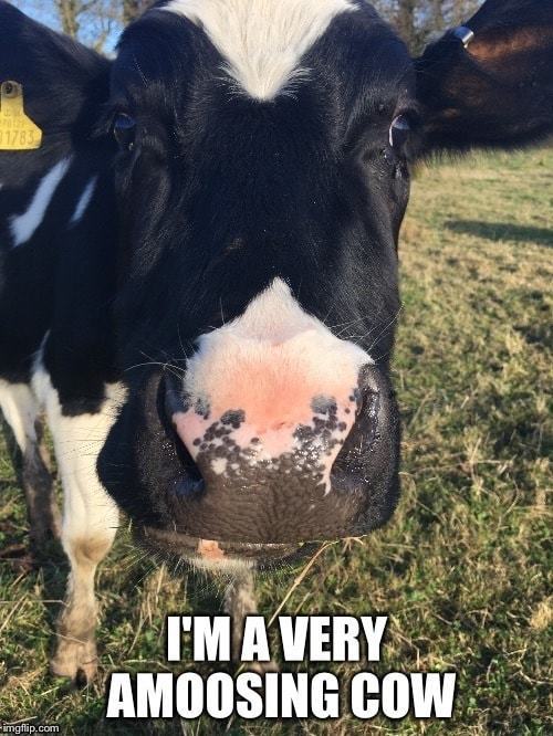 funny cow puns