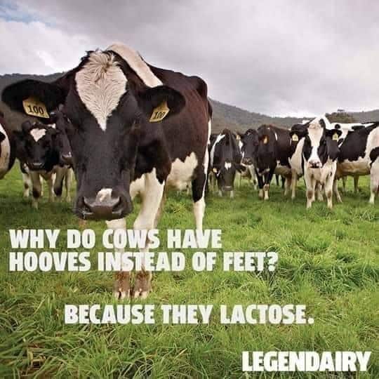 Why do cows have hooves instead of feet?