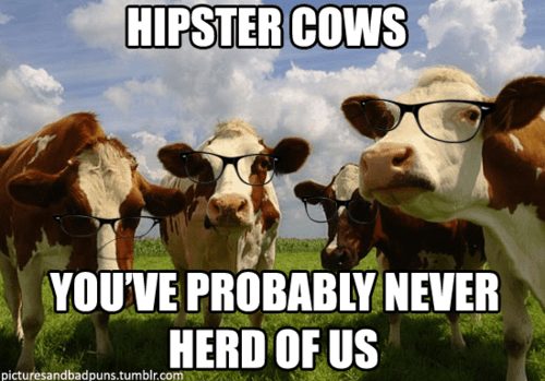 The Hipster Cows