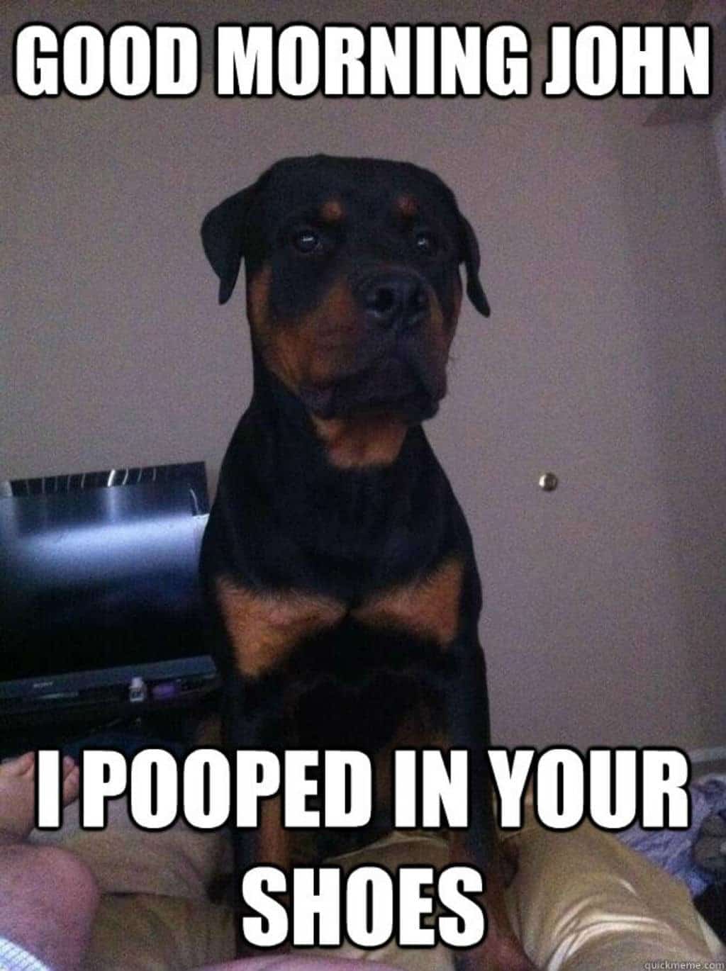 I pooped in your shoes