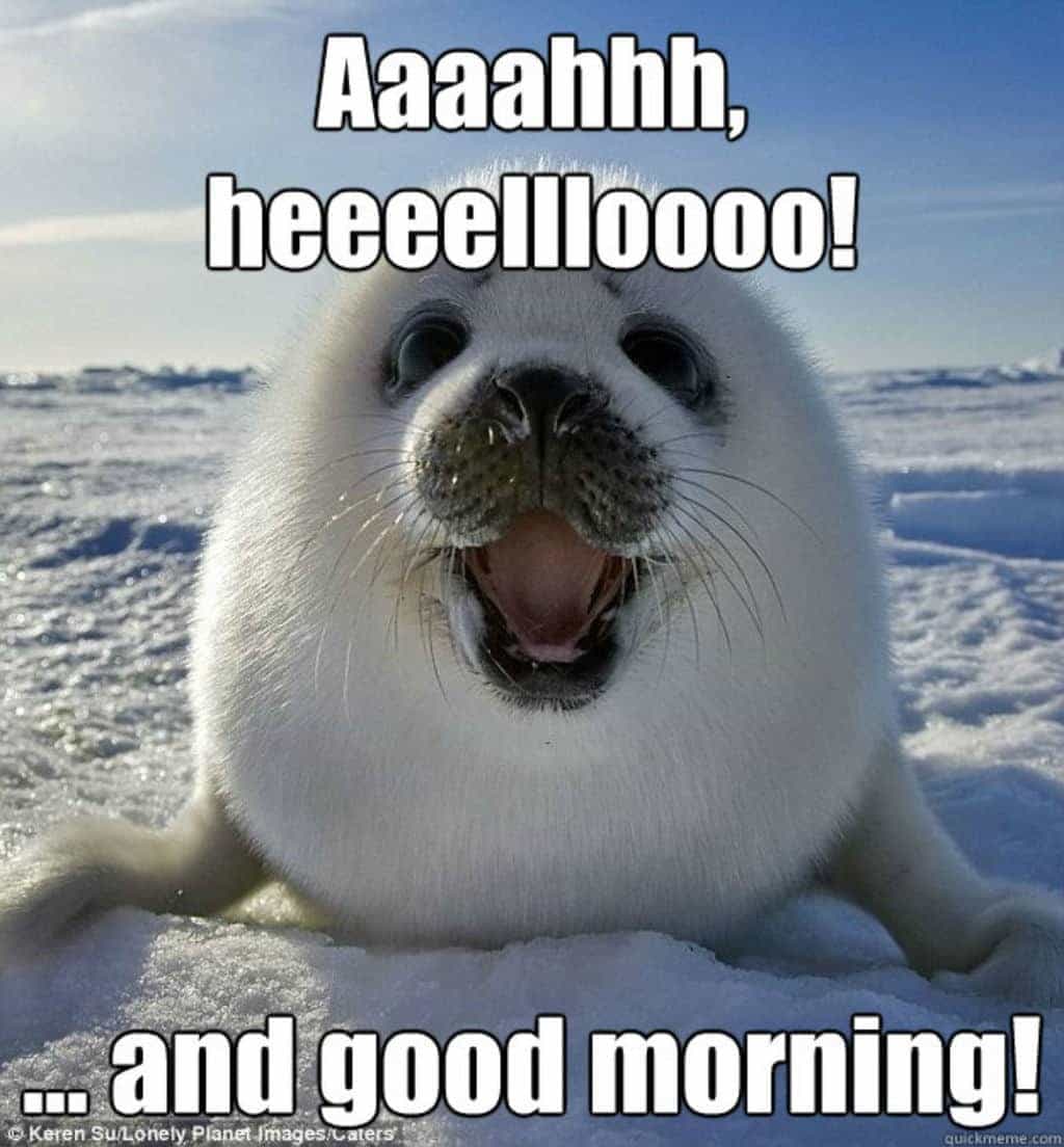 Hello and good morning