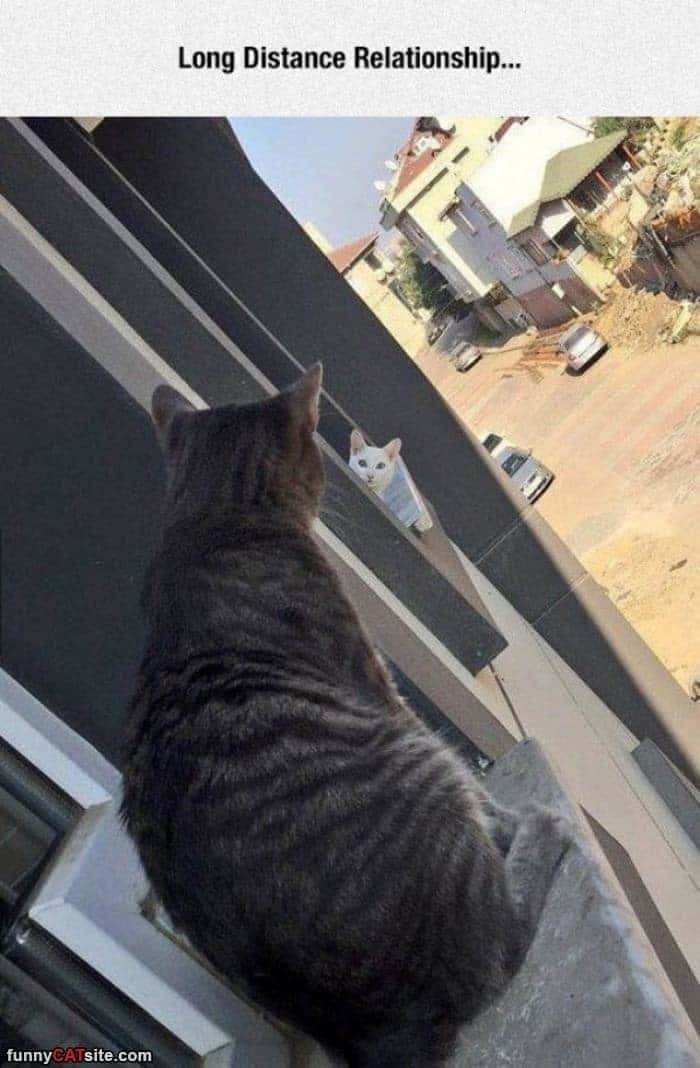 Hello there cat!