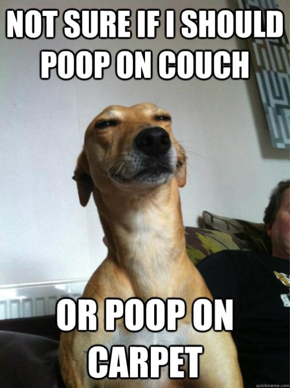 funny poop memes