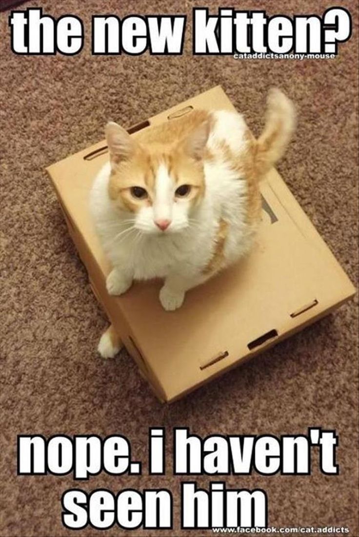 funny kitten memes