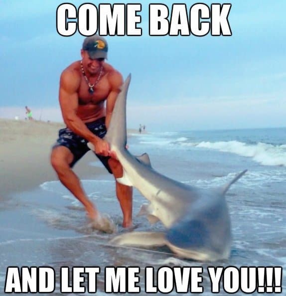 Let me love you shark