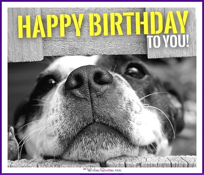 Birthday_Memes_Dogs_Funny_11