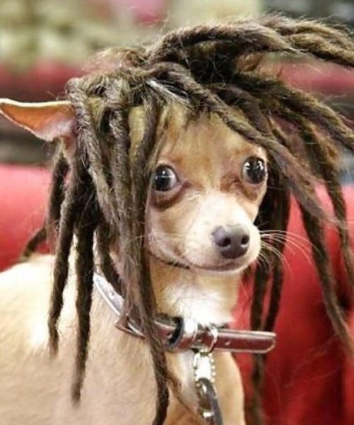 35 funny dog haircuts These dogs are the real victims of laughter here!