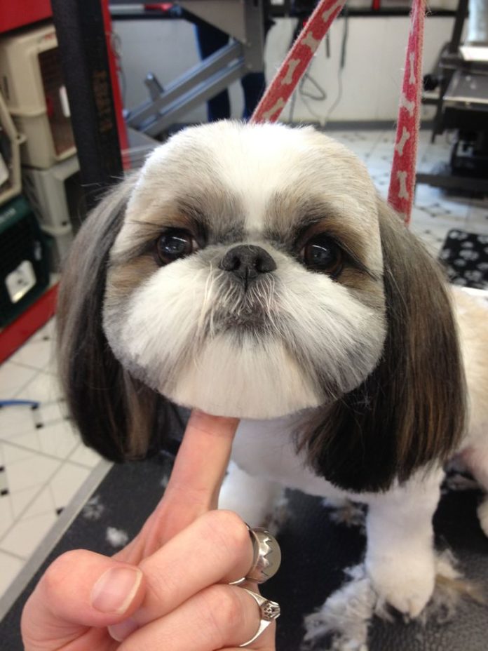 35 funny dog haircuts These dogs are the real victims of laughter here!