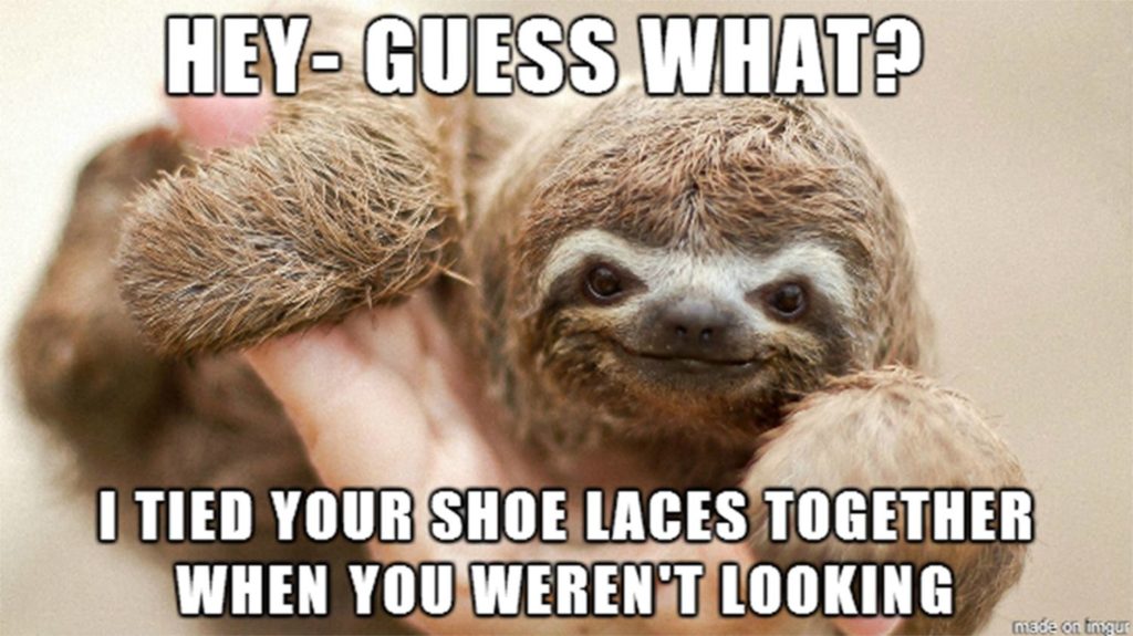 Sloth being cheeky