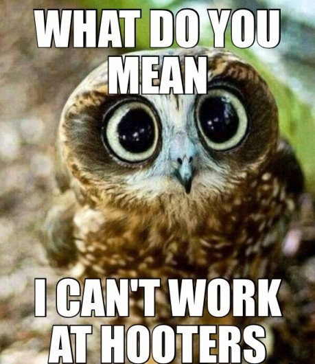 owl jokes
