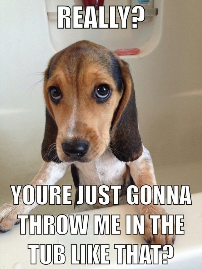 23 Funny Beagle Memes That Will Make You Laugh Non Stop