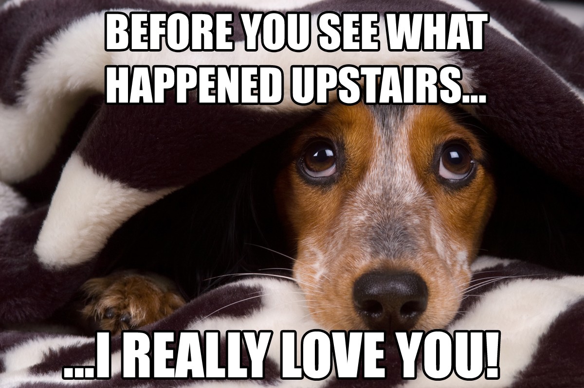 23 funny beagle memes that will make you laugh nonstop