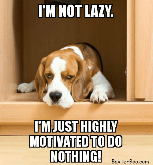 23 Funny Beagle Memes That Will Make You Laugh Non Stop