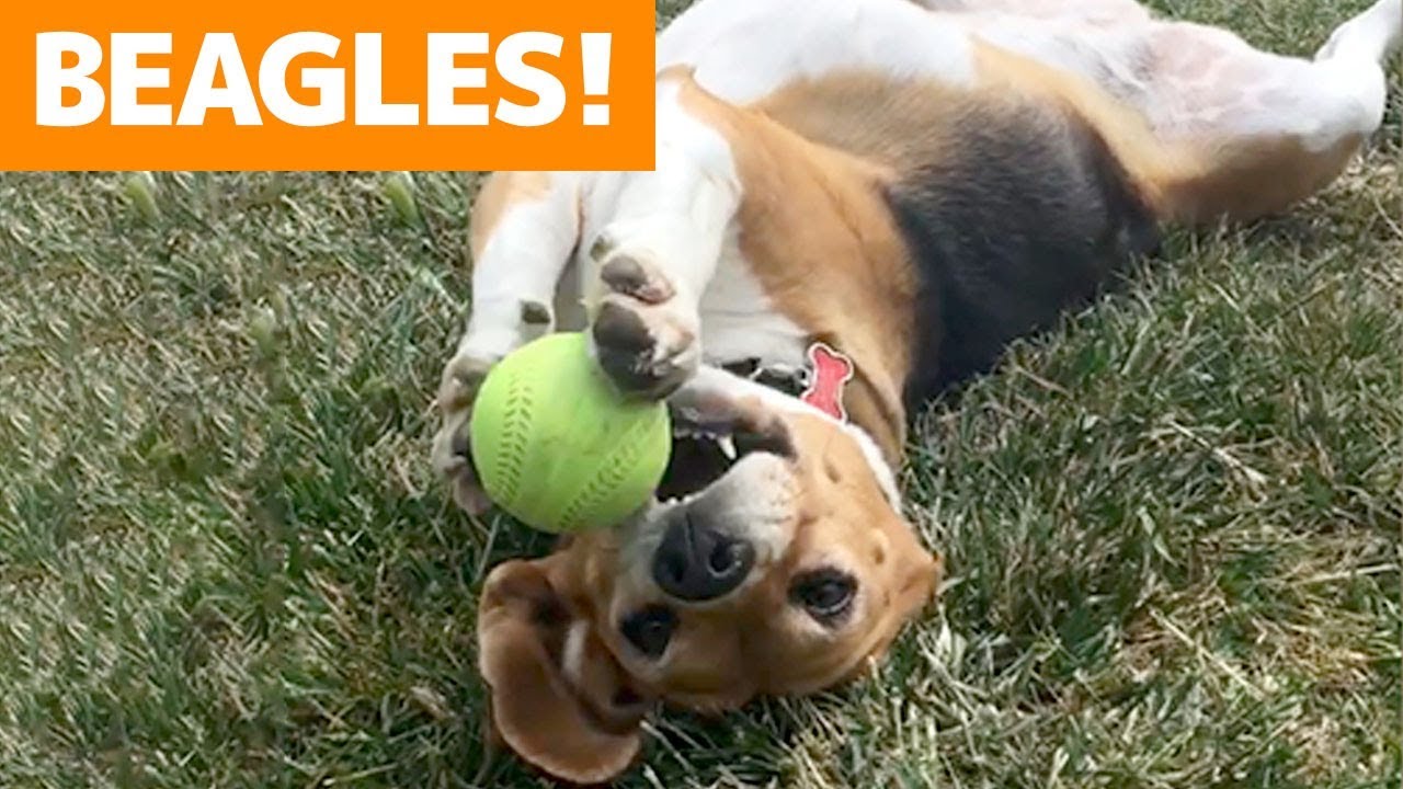 23 Funny Beagle Memes That Will Make You Laugh Non Stop