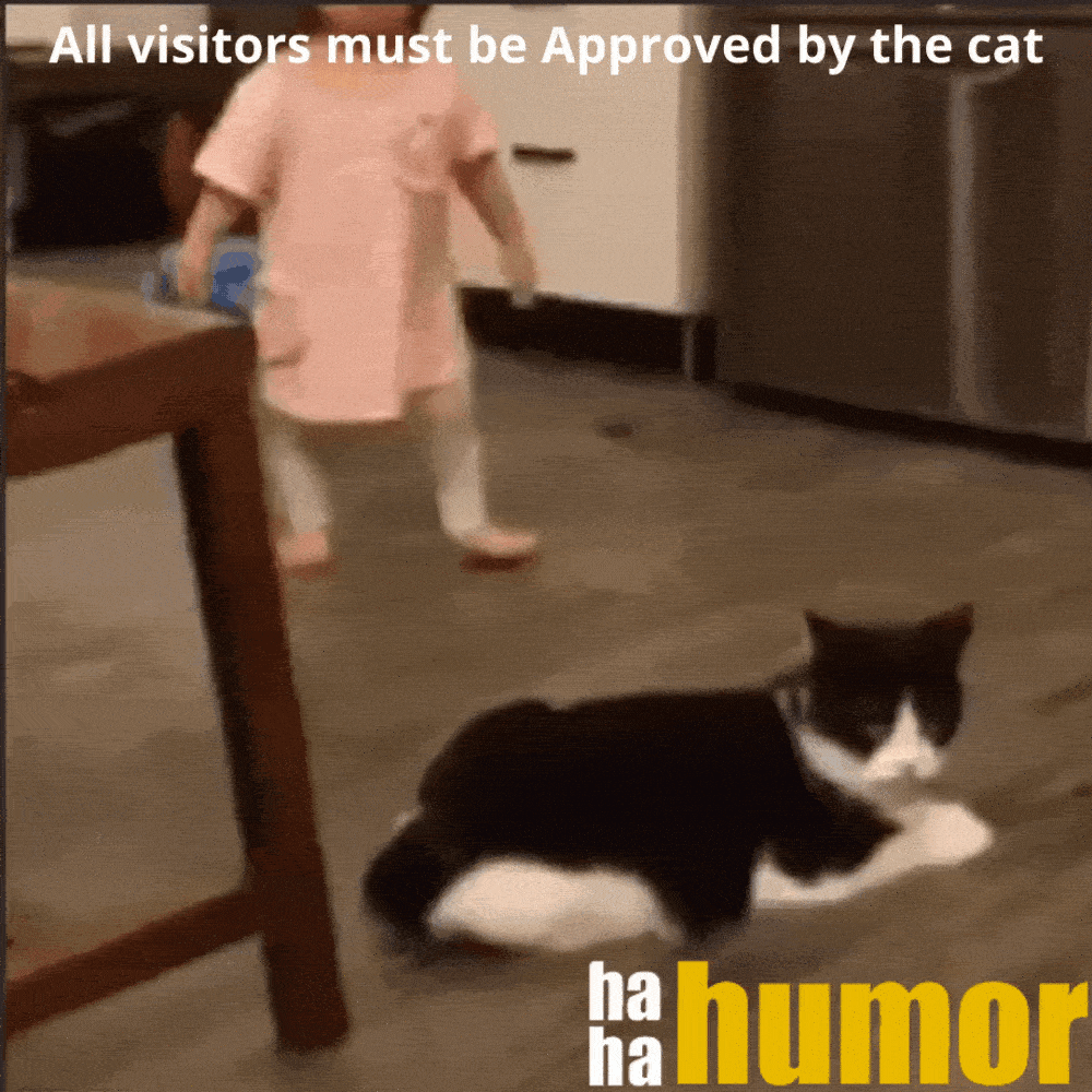 funny gif pictures