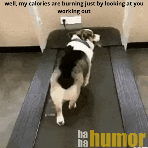 Funny gif pictures