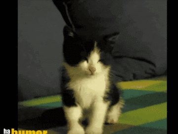 Funny gif pictures